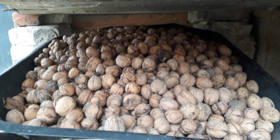 I will sell walnuts for PLN 2.50 per kg