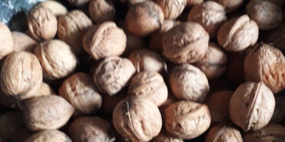 I will sell walnuts price PLN 2.50 per 1