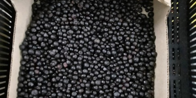I will sell forest berries from Belarus, frozen, Kl