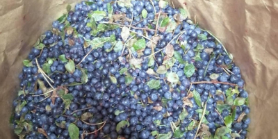 I will sell forest berries from Belarus, frozen, not