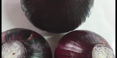 Red onion calibrated 40-90
