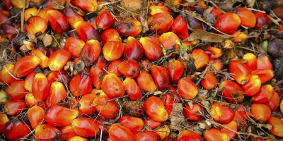 palm oil for cooking, biodiesel and other uses We