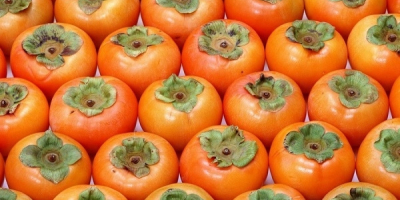 QUALITY Persimmon ALL INFORMATION BY PHONE +998996834531 AND TELEGRAMS
