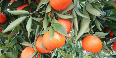 Laverida will sell Spanish clementines. Fruit straight from the