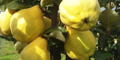 Der Obstgarten Crivobara bietet Quitten zum Verkauf und zur