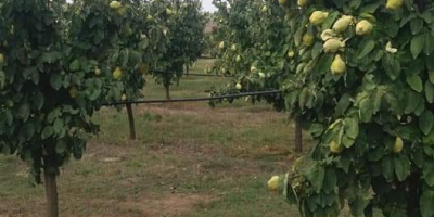 Crivobara orchard offers quinces for sale and processing. The