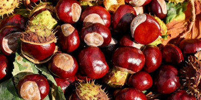 I am selling about 80 kg of chestnuts harvested