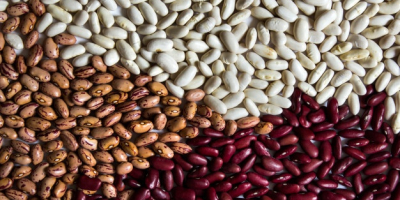 Wholesale beans We offer to buy beans in bulk