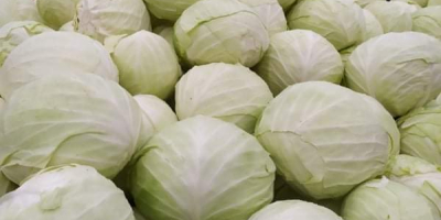 I will sell white cabbage, ambrosia variety, large, nice