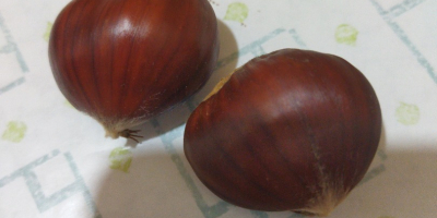 I sell very healthy chestnuts for human consumption. Medium