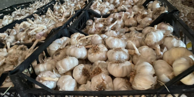 Garlic - Knoblauch Premium quality, Organic products origin :