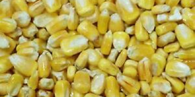 African grown yellow maize readily available, 20 tonnes