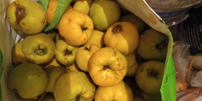 Fructe proaspete organice coapte din vecinătatea Płońsk pe o