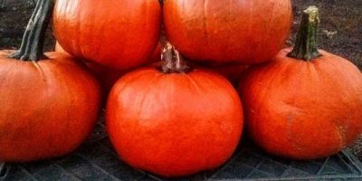 I will sell Gomez pumpkins, weight from 1 kg