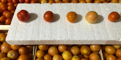 Yellow Red winter tomatoes available at 2 euros per