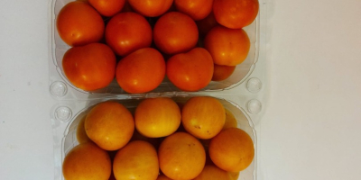 Yellow Red winter tomatoes available at 2 euros per