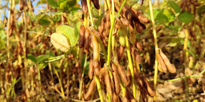 Soybean seed material new in 2022. Varieties such as: