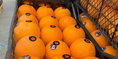 Helo oranges We can send samples