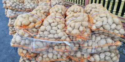 Lord edible potatoes calibrated 4.5+. Packed in 15 kg