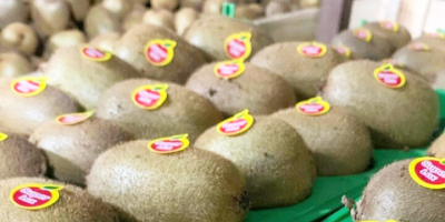 Kiwi Quality, Size, Price: We have best qualities, our
