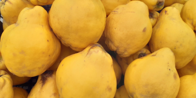 Organic quince with lemon-yellow peel, covered with a gray