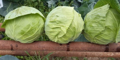 Varză de casă din satul Dolenci, Macedonia