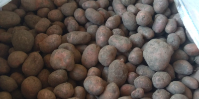 I will sell yellow and red potatoes, packed 15