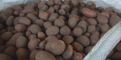 I will sell yellow and red potatoes, packed 15