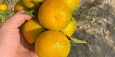 Sell tangerines Satsuma (made in Turkey) price $ 0.55