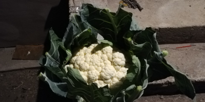 Cauliflower, fresh, white, compact. 2-2.5 kg / pc