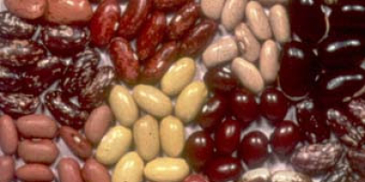 Beans for sale We sell beans wholesale with delivery