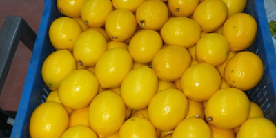 We have many kinds of citrus fruits. For detailed