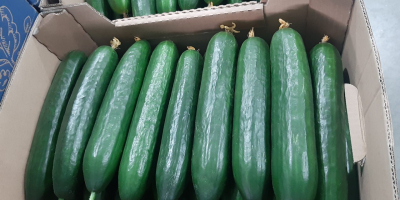 Meva cucumbers. Greenhouse, Smooth, Long. Caliber 19-23. Car Delivery