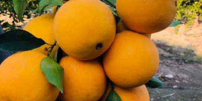 Washington oranges for sale (made in Turkey). Quality Certificate