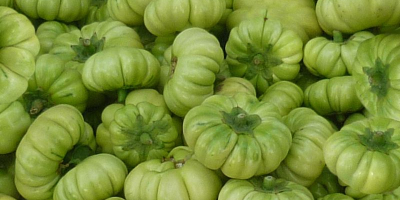 Le melanzane africane si possono trovare in un assortimento
