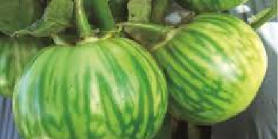Le melanzane africane si possono trovare in un assortimento
