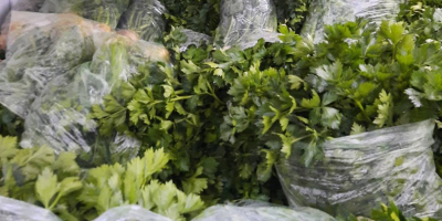I am selling celery from Bulgaria with leaves and