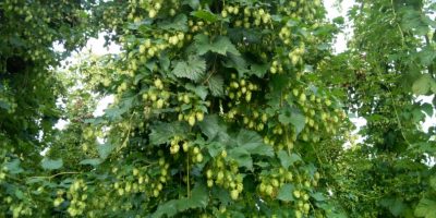 I have herbs hops varieties to sell -Marynka, Lubelski,