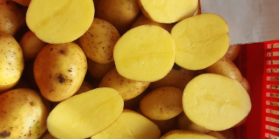 Kartoffeln zu verkaufen, Herkunft (Niederlande, Deutschland, Frankreich) Verpackung nach