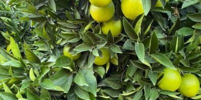 I have 100 tons of lemons from Turkey, price