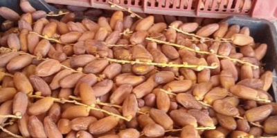 Sell large quantities of dates, for any info contact