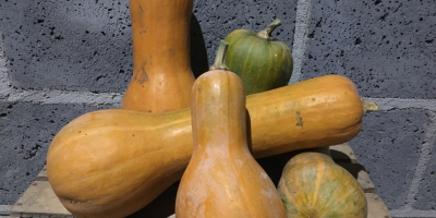 I will sell a butternut squash. Grown without chemical
