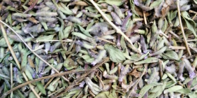 Thyme 100% natural Wholesale sales in- high volume
