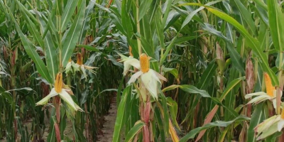Siliciana - a very early variety of corn suitable