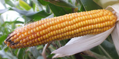 SELL FRESH CEREALS  CEREALS MAIZE, PRICE - CENY ROLNICZE, Agro-Market24