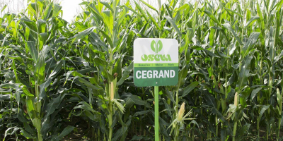 Cegrand- universal medium late hybrid for silage and biogas