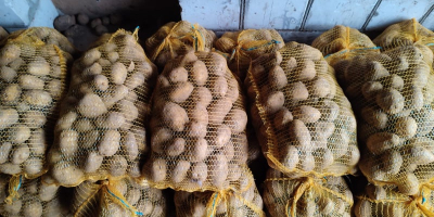 SELL INDUSTRIAL POTATOES FRESH POTATOES, PRICE - AGRICULTURAL ADVERTISEMENTS, Agro-Market24