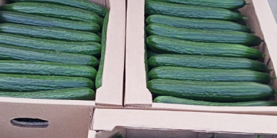 Fehéroroszországi üvegházi uborkát árulok, sima, hosszú, súlya 380-420 gr.