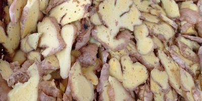 ginger. sliced product. 6mm fresh cut. dehydrator drying. temperature