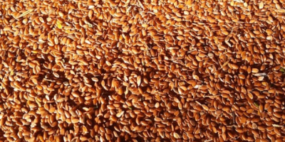 We supply brown oilseed flax, origin Kazakhstan, moisture up